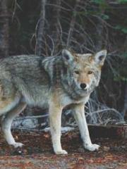 The Sovereign of the