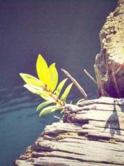 Transmigration: Feel