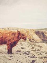 The Beloved Physicia