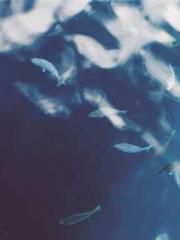 Chen Pingapos;an and