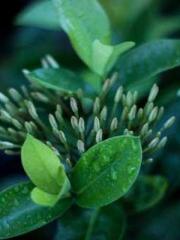 Celestial Eye: Peerl