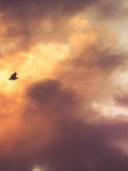 One Night Marriage P