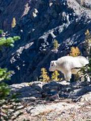 Two Treasures Arrive